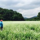 메밀꽃 필 무렵 이미지