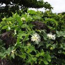 하늘타리 이미지