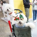 너와펫(PET) 티스토리