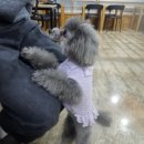 함께할개 사랑할개 이미지