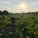 백봉단호박 판매합니다. 이미지