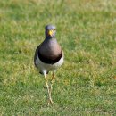 민댕기물떼새 [Grey-headed lapwing] 이미지