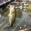 새한장모텔 | 2017.4.15 인산지 배스