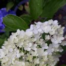 윙키핑키 이미지