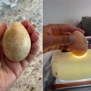 댕댕이숲 이미지