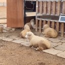 고창 상하농원 파머스빌리지 패밀리룸 , 조식 솔직후기