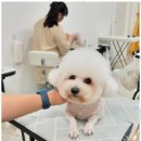 그루밍샵 이미지