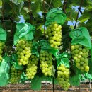 상주모동우체국 | (마감되었습니다)2020 현가네 포도농원 샤인머스켓 직거래 / 상주 모동 샤인머스캣 직거래