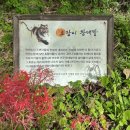영광농장 | 고창 학원농장 메밀꽃축제 실시간, 코스모스, 꽃무릇은 덤, 10월 꼭 가볼만한 전북 여행지 추천