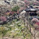 그래도 꽃 이미지