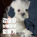 초롱약국 | 강아지 눈물 자국 없애기 프로젝트 💪 (제품 공유)