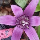 얼레지펜션 이미지