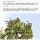 나무안에서 | 유한킴벌리 2026 신혼부부 나무심기 선정 후기 (경쟁률 24:1, 발표 시간 공개)