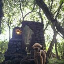 동화나라 애견 이미지