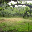 신미목장 이미지