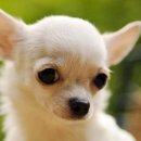 스토리펫 이미지