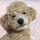 땅콩애견놀이터 이미지