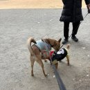 성재산성 | 유도관 불금 EZ유도관 사범님 하루 덜덜덜/ 새벽운동 남한산성으로~!!/ 성남맛집 신사골감자탕, 유가네짬뽕