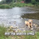 이웃집 댕댕이 이미지