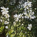 청보리축제장 이미지