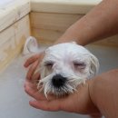 4u동물메디컬센타 이미지