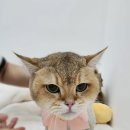아이캣 고양이미용 호텔 | [관악구고양이미용호텔] 브리티시 토르 미용 후기｜무마취 안전미용 캣치유