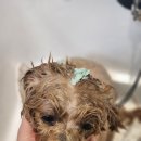 몽프리제 이미지