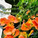 온천천시민공원 수국 이미지