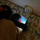 메아리작은도서관 | 취직시켜줘아니시켜주지마