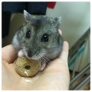 까망이PC 이미지