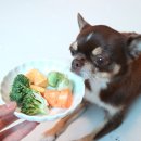 명랑견생 이미지