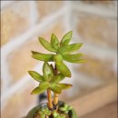 예전명과