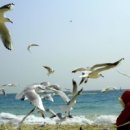 부산갈매기 이미지