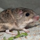 Mystery fo 이미지