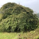 숲속한옥 이미지