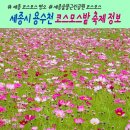 한솔동 아침뜰 축구장 | 세종 용수천 가을 코스모스 명소 숲뜰근린공원 코스모스밭(주차장소개)