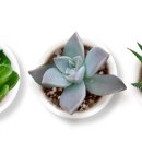 섬다육아트