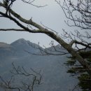 지리산 종주 산행(사진 3) 도봉별곡 2008. 5. 29. 05:25 이미지