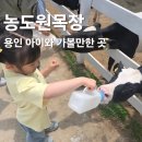 유나농장 | 용인 목장체험 끝판왕 농도원목장 아이와 낙농체험 후기 (예약/가격/프로그램 완벽정리)