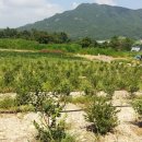 청마농장 이미지