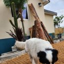 베일리하우스애견펜션 이미지