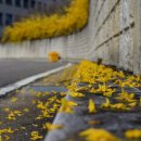 단풍나무한의원 이미지