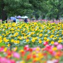 전국 가을 섬 꽃구경 여행지-자라섬 ‘구절초’·청산도 ‘코스모스’ 장관 이미지