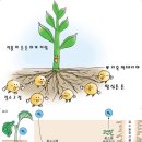 뿌리혹박테리아 이미지