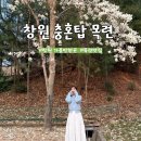 목련오토바이 | 진해 군항제 근처 창원 충혼탑 목련 현 개화시기