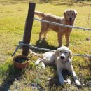 정선가축병원 이미지