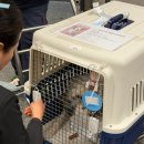 행복켄넬 이미지