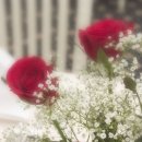 로즈데이 이미지