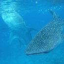 The Shark | Experience the Thrill: Oslob Whale Shark &amp; Kawasan Canyoning Tour in Cebu