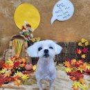 살랑애견미용실 이미지